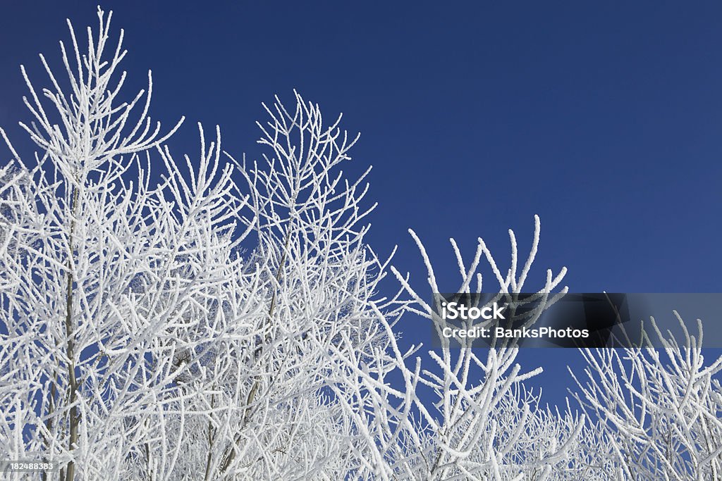Frost coberta galhos de árvore contra o céu limpo e azul - Foto de stock de Azul royalty-free