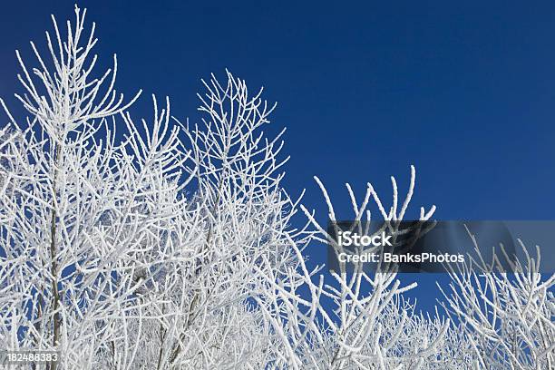 Foto de Frost Coberta Galhos De Árvore Contra O Céu Limpo E Azul e mais fotos de stock de Azul