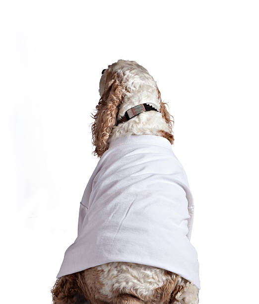 istock Dog Wearing White T-Shirt 182488426