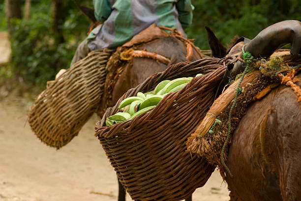 Banana transport stock photo