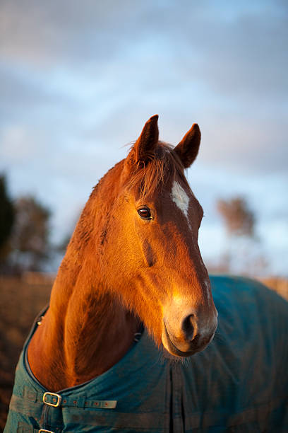 Close up view of young chestnut horse closeup during summer with sky background