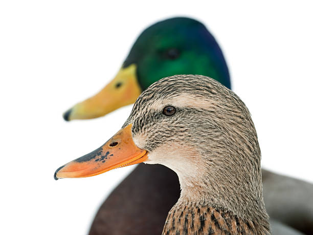 istock Mallard Duck Double Portrait 182488866