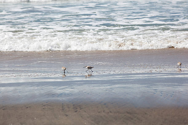 running sandpiper stock photo