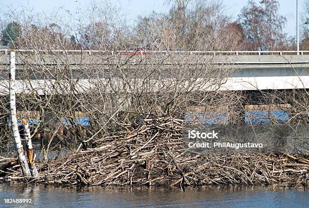 비버 댐 니어 Freeway 0명에 대한 스톡 사진 및 기타 이미지 - 0명, 가로등, 가지-식물 부위