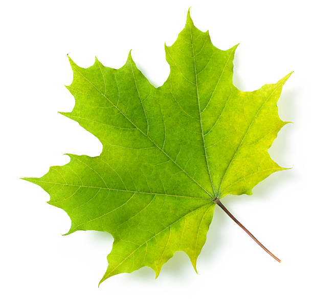 단풍 잎 - maple leaf green isolated 뉴스 사진 이미지