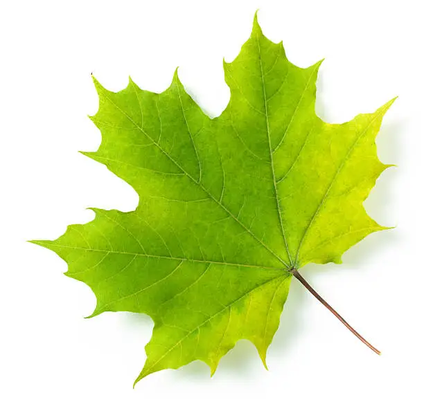 "Maple leaf on white. This file is cleaned, retouched, contains"