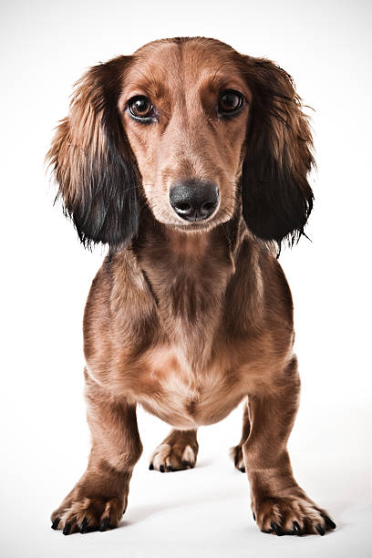 dachshund retrato - dog dachshund pets close up imagens e fotografias de stock