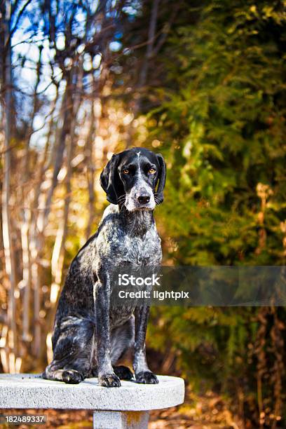 Portrait Of A Hunting Dog Stock Photo - Download Image Now - Affectionate, Alertness, Animal