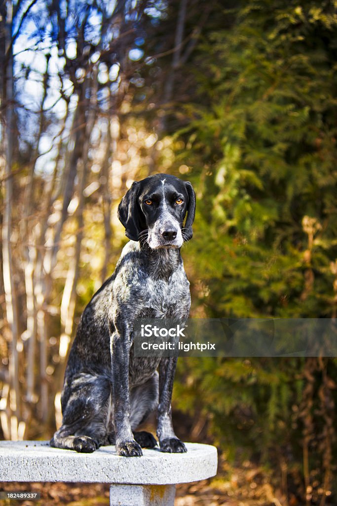 Retrato de um cão de caça - Foto de stock de Amizade royalty-free