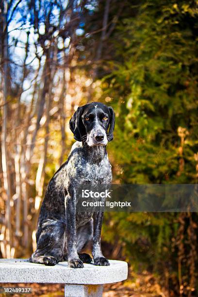 Foto de Retrato De Um Cão De Caça e mais fotos de stock de Amizade - Amizade, Andar, Animal