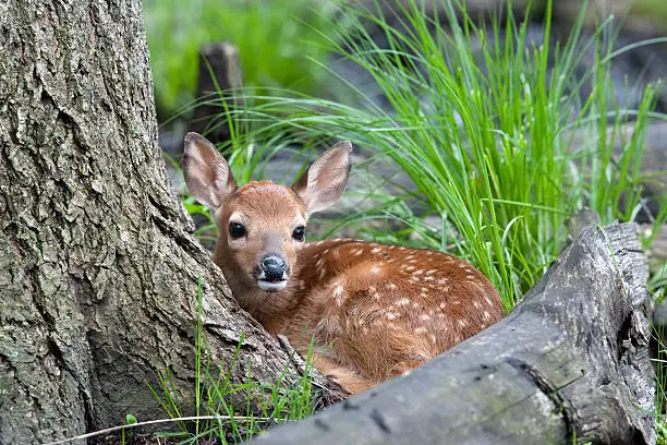 whitetail deer fawn in the woods