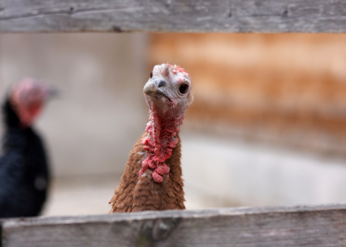 Portrait of a captive turkey behind a wooden fence