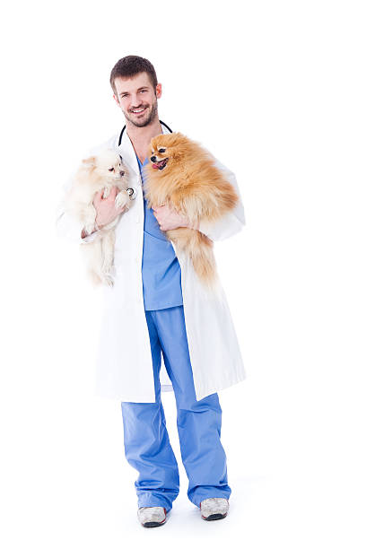 Close up veterinarian in blue scrubs holding a cat, preparing for examination, with stethoscope draped around their neck.