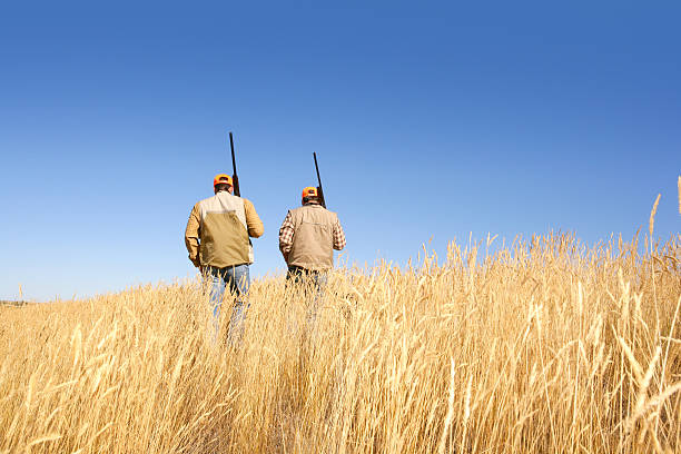 unterwegs zu hause - pheasant hunting fotos stock-fotos und bilder