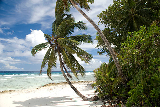 spiaggia di chagos - british indian ocean territory foto e immagini stock