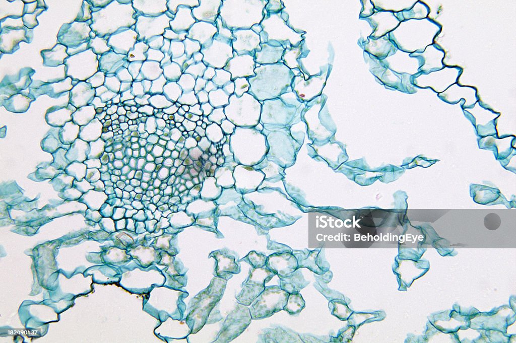Dicotyledon лист TS - Стоковые фото Абстрактный роялти-фри