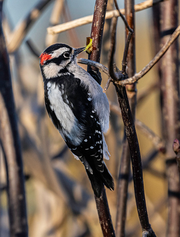 A male Downy Woodpecker in a tree. Delta, British Columbia, Canada