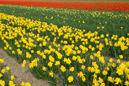 Fresh colors of spring. Flower beds of daffodils and tulips in the Netherlands.