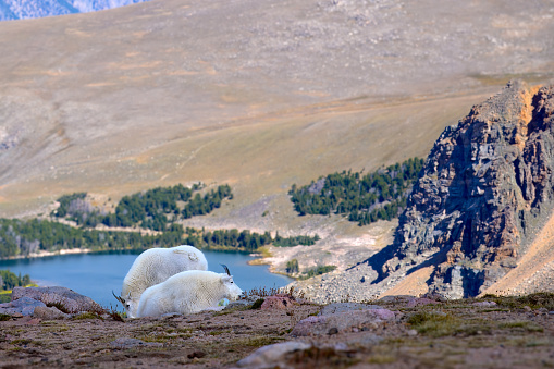 Two mountain goats on the Beartooth highway.