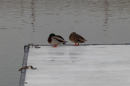 Two sleeping ducks on a lake side dock with copy space