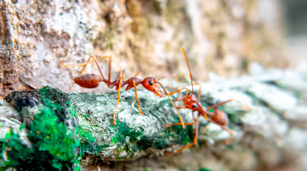 istock Close up of two red weaver ants. 1824908880