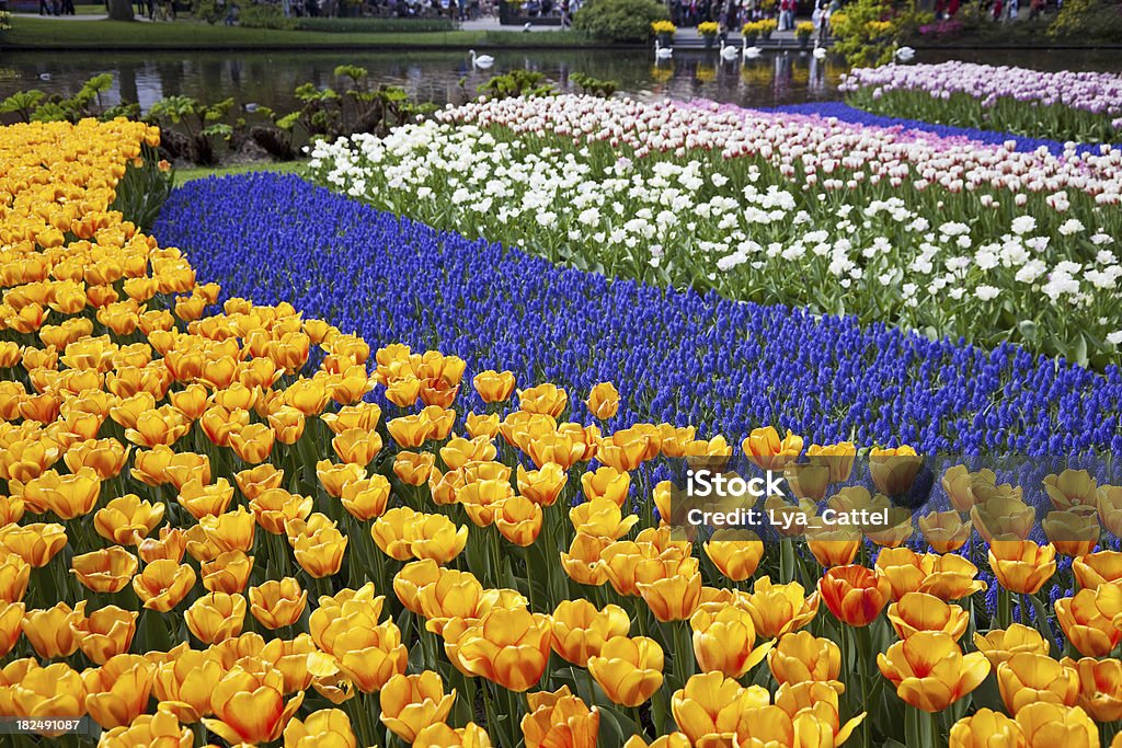 Ogród kwiaty # 62 XXXL - Zbiór zdjęć royalty-free (Amsterdam)