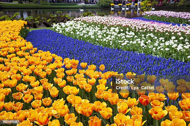 Ogród Kwiaty 62 Xxxl - zdjęcia stockowe i więcej obrazów Amsterdam - Amsterdam, Bez ludzi, Biały