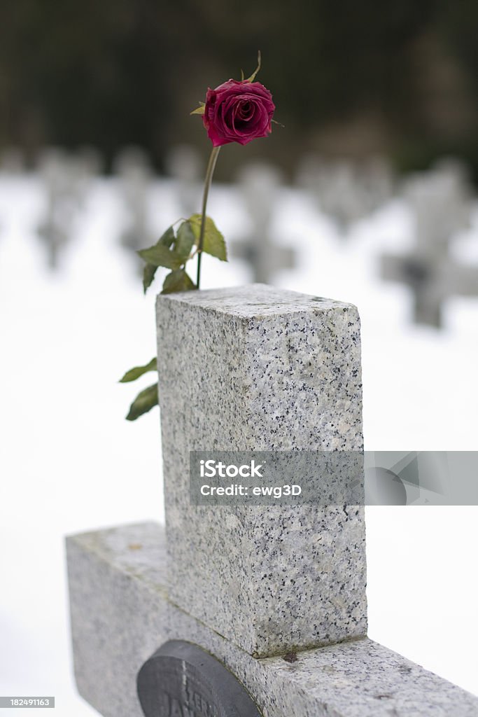 Red rose en el cementerio - Foto de stock de Aire libre libre de derechos