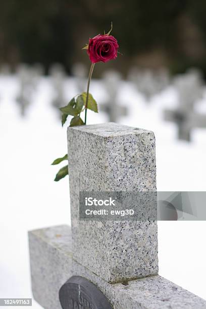 Red Rose En El Cementerio Foto de stock y más banco de imágenes de Aire libre - Aire libre, Blanco - Color, Bosque