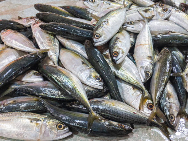 istock A pile of raw and fresh fish. 1824911700