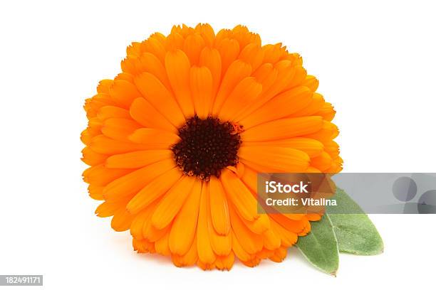 Calendula Stock Photo - Download Image Now - Field Marigold, White Background, Alternative Medicine