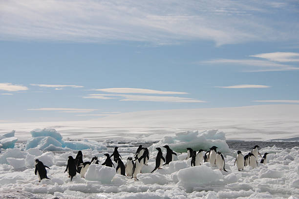 istock Adelie Penguins on an Iceberg 182491422