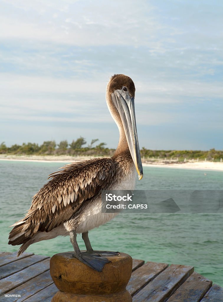 Riviera Maya's Американский бурый пеликан - Стоковые фото Бирюзовый роялти-фри