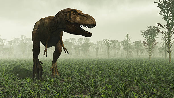 tyrannosaurus rex - theropod stockfoto's en -beelden