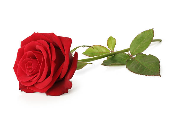 Blooming red rose and stem isolated on a white background stock photo