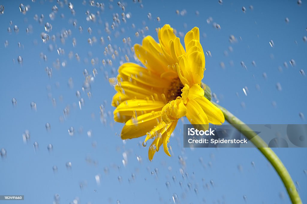 Gerbera avec des gouttelettes d'eau contre ciel bleu - Photo de Apercevoir le bout du tunnel libre de droits