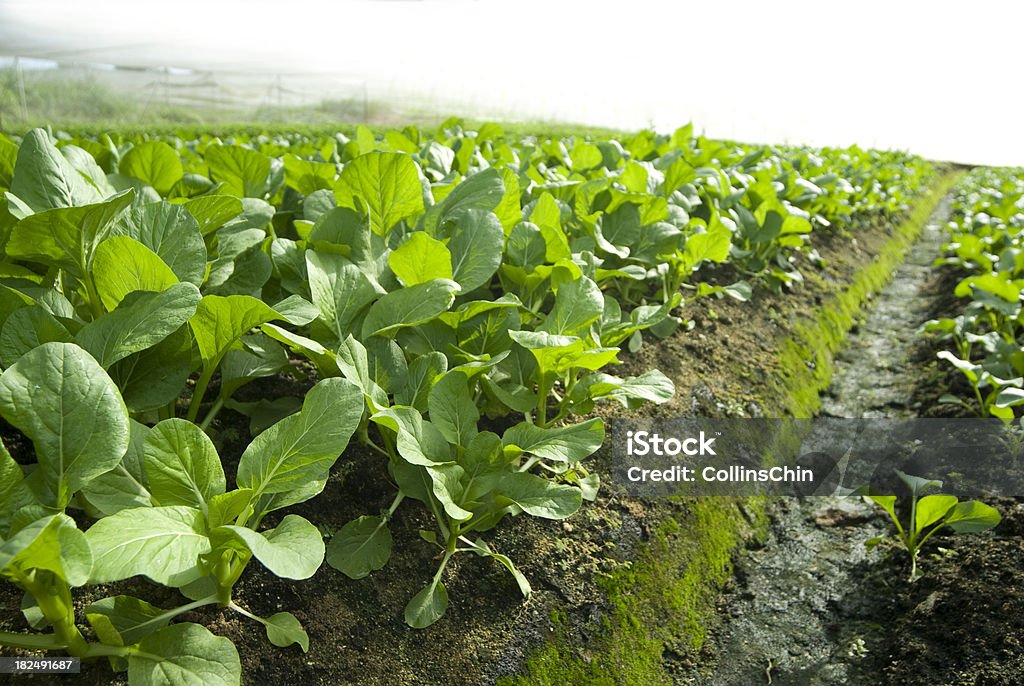 Agricultura vegetal Farm - Foto de stock de Agricultura libre de derechos