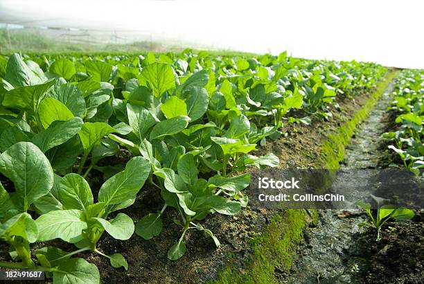 Agricultura Vegetal Farm Foto de stock y más banco de imágenes de Agricultura - Agricultura, Campo - Tierra cultivada, Ajardinado