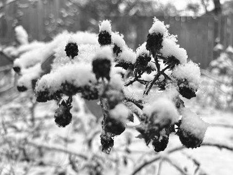 Wild plants covered with snow