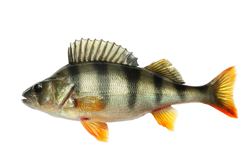 Nice alive perch. Isolated on white background. Studio shot.