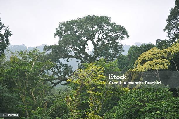 Selva Tropical Foto de stock y más banco de imágenes de Aire libre - Aire libre, América Central, Bosque