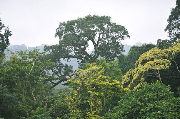 istock Aerial view of a rainforest canopy during the daytime 182491983