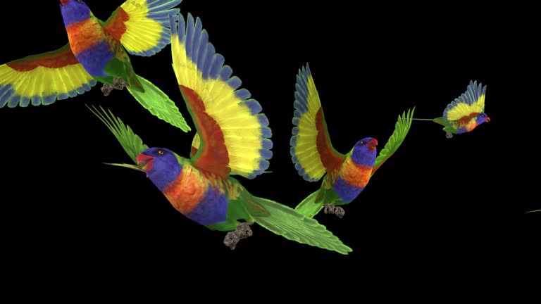 Australian Colorful Parrot Birds - Flock Of 7 Rainbow Lorikeets - Flying Over Screen CU - Transparent Transition