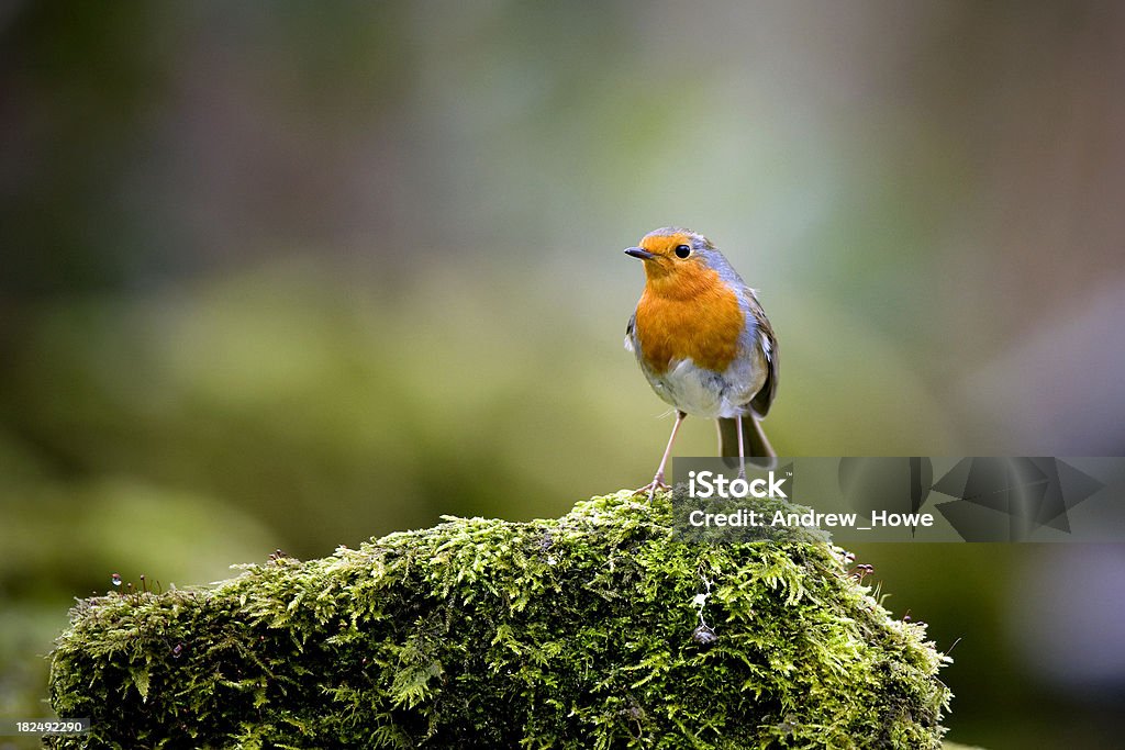 Robin en Mossy Rock - Foto de stock de Musgo - Flora libre de derechos