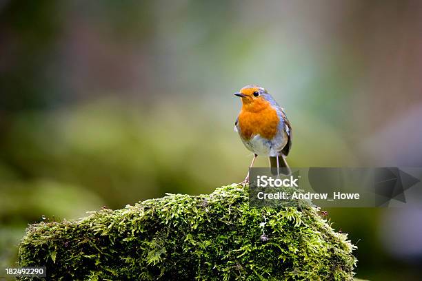 Robin En Mossy Rock Foto de stock y más banco de imágenes de Musgo - Flora - Musgo - Flora, Petirrojo, Aire libre