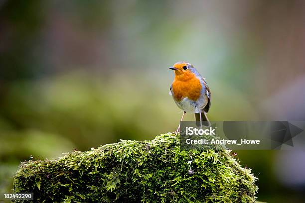 Robin On A Mossy Rock Stock Photo - Download Image Now - Moss, Robin, Animal Wildlife