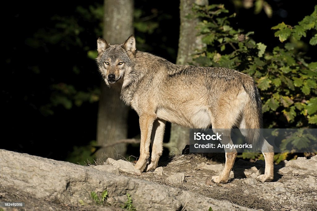 Schöne männliche Wolf - Lizenzfrei Baum Stock-Foto