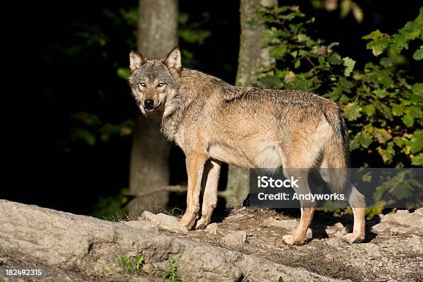 Schöne Männliche Wolf Stockfoto und mehr Bilder von Baum - Baum, Bedrohte Tierart, Einzelnes Tier