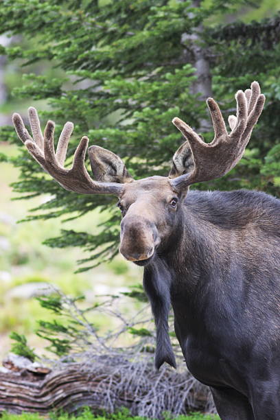 istock Moose Alces Antler Velvet 182492345