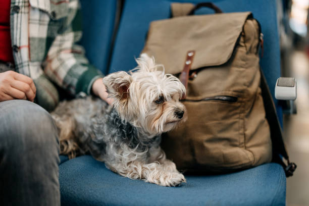 Woman and dog traveling by train
